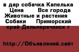 в дар собачка Капелька › Цена ­ 1 - Все города Животные и растения » Собаки   . Приморский край,Дальнереченск г.